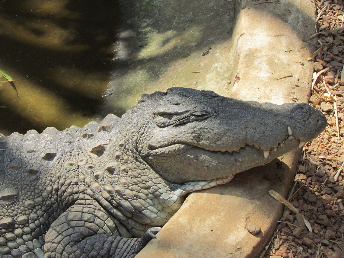 Mugger_crocodile  Crocodylus palustris,Geotagged,India,Mugger crocodile