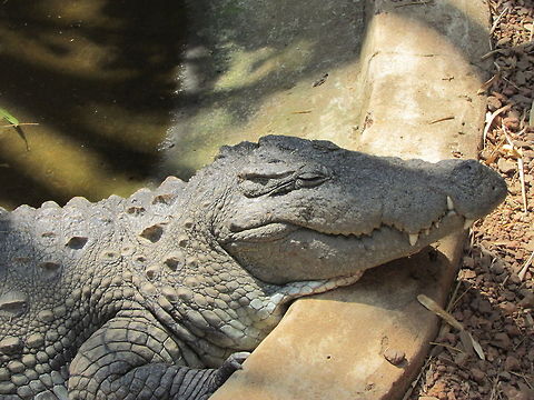 Mugger_crocodile  Crocodylus palustris,Geotagged,India,Mugger crocodile