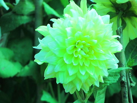 yellow Dahlia  Dahlia x hortensis Guillaumin,Geotagged,India