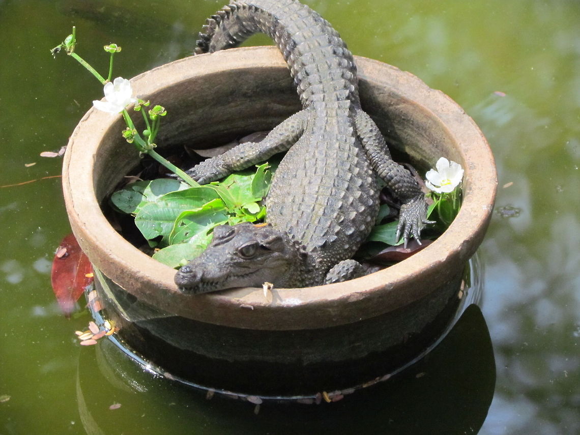 Baby_Mugger_crocodile  Crocodylus palustris,Geotagged,India,Mugger crocodile