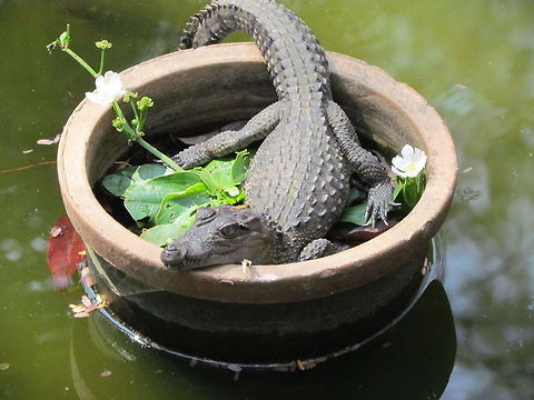 Baby_Mugger_crocodile  Crocodylus palustris,Geotagged,India,Mugger crocodile