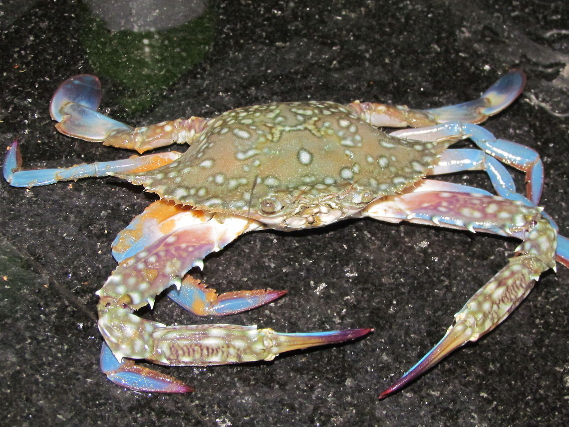 Crab with blue legs  Geotagged,India,Portunus pelagicus