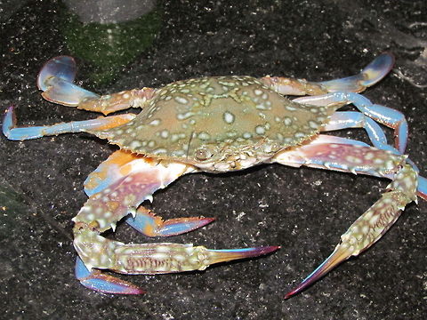 Crab with blue legs  Geotagged,India,Portunus pelagicus