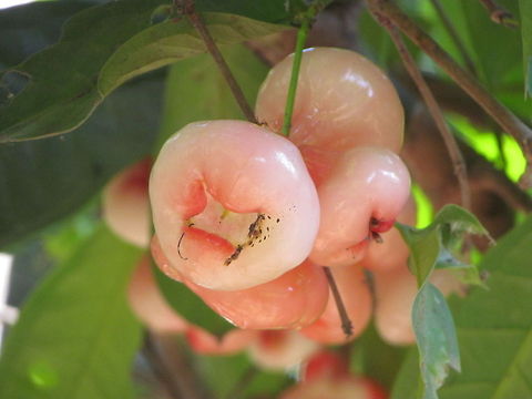 Syzygium samarangense  Geotagged,India,Syzygium samarangense