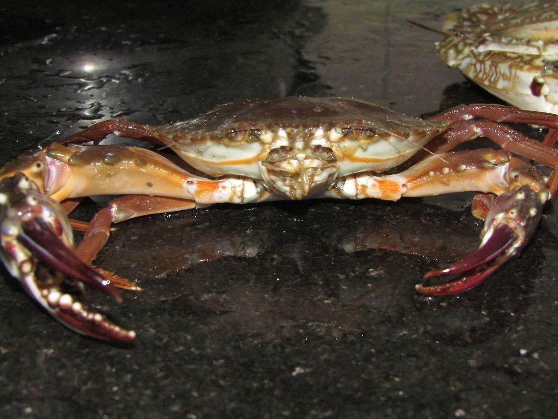 Crab  Geotagged,India