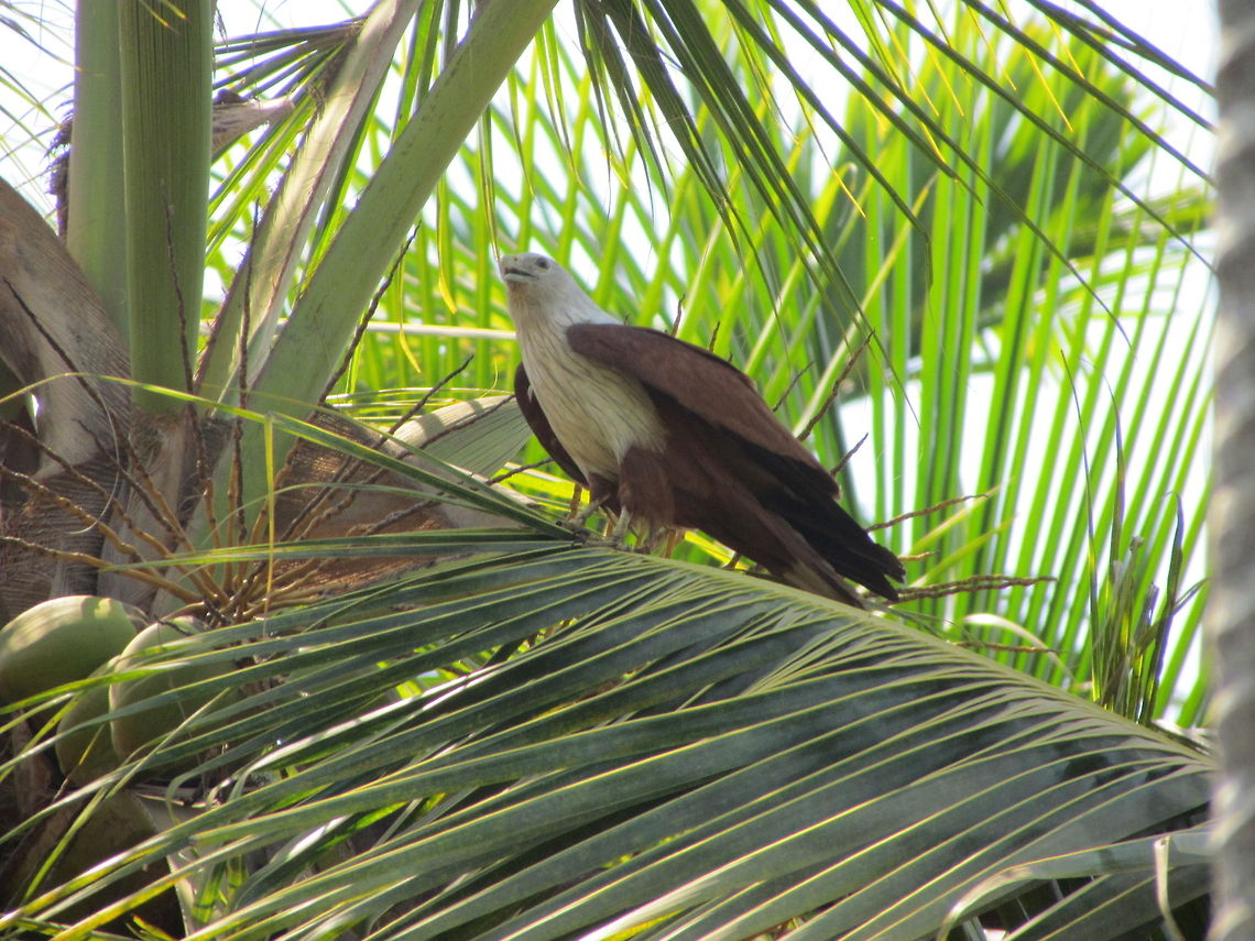 Brahminy Kite  Brahminy Kite,Geotagged,Haliastur indus,India
