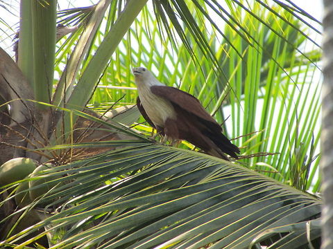 Brahminy Kite  Brahminy Kite,Geotagged,Haliastur indus,India