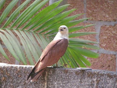 Brahminy Kite  Brahminy Kite,Geotagged,Haliastur indus,India
