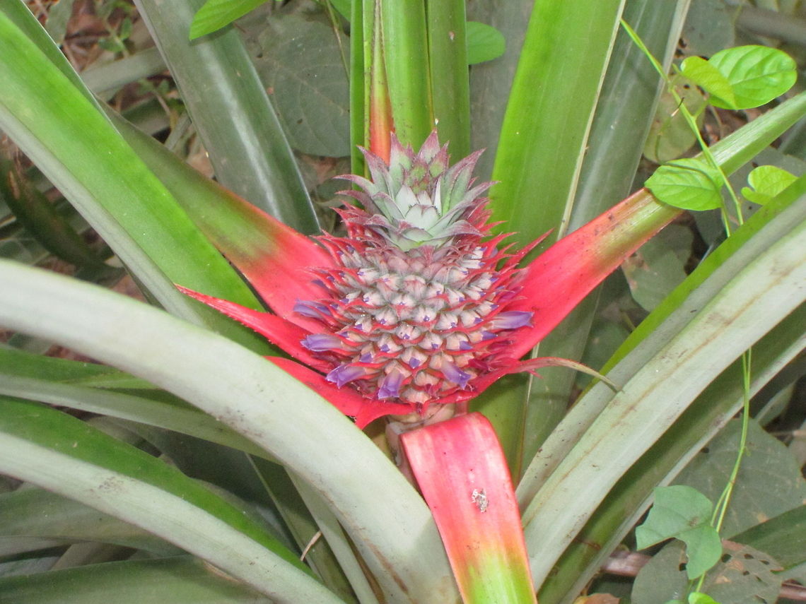 Pineapple  Ananas comosus,Geotagged,India,Pineapple