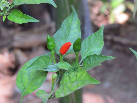 Small_Hot_Chilies  Capsicum frutescens,Geotagged,India