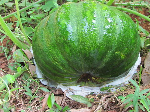 Pumpkin (Cucurbita)  Buttercup squash,Cucurbita maxima,Geotagged,India