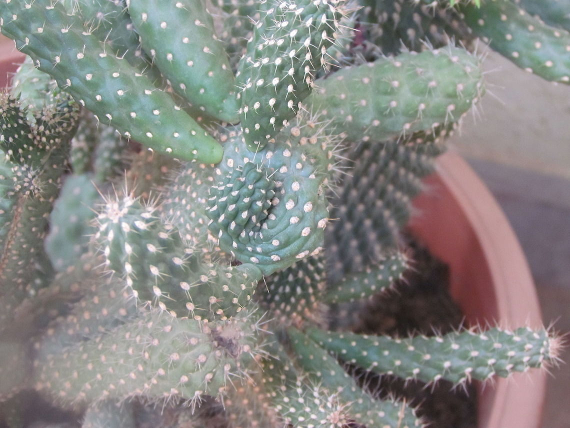 cactus  Geotagged,India