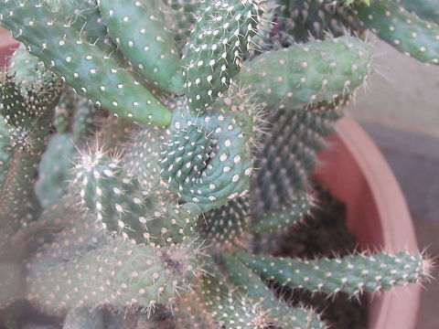 cactus  Geotagged,India