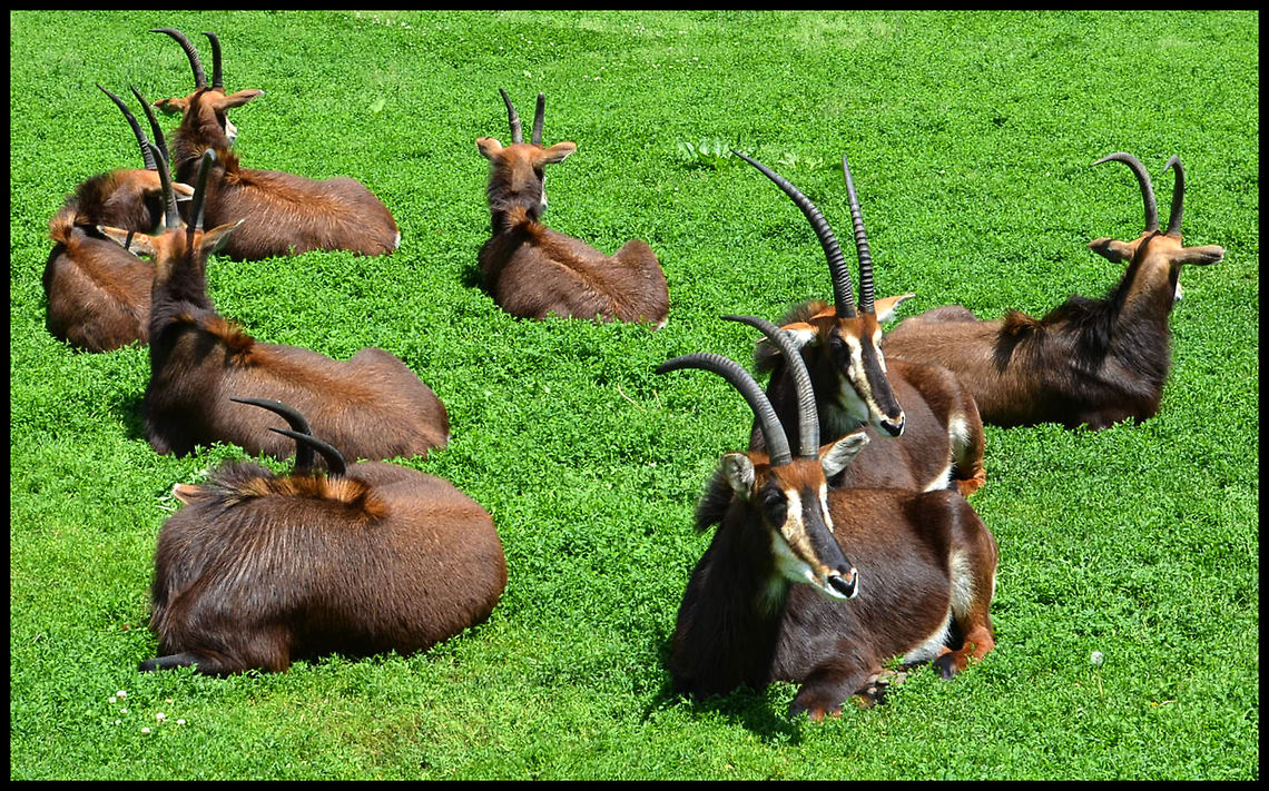 Sable Antelope The sable antelope  is an antelope which inhabits wooded savannah in East Africa south of Kenya, and in Southern Africa. Hippotragus niger,Sable antelope