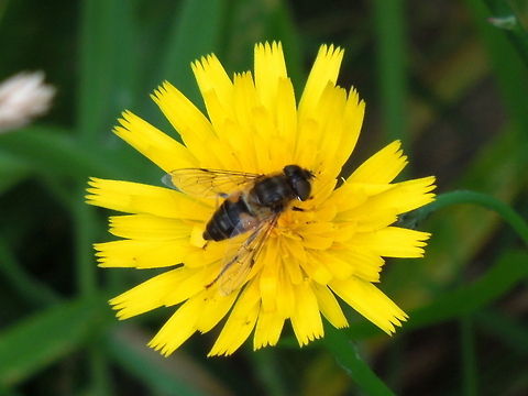 Fly on a Dandelion  Dandelion,Taraxacum officinale