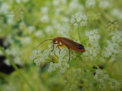 Soldier beetle feeding  Common red soldier beetle,Rhagonycha fulva