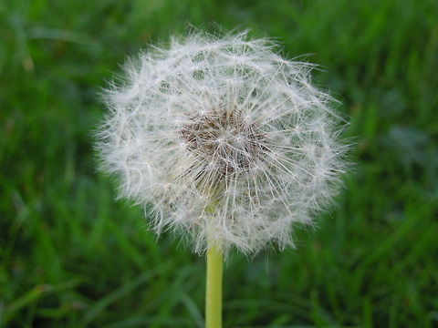 Taraxacum officinale  Dandelion,Taraxacum officinale