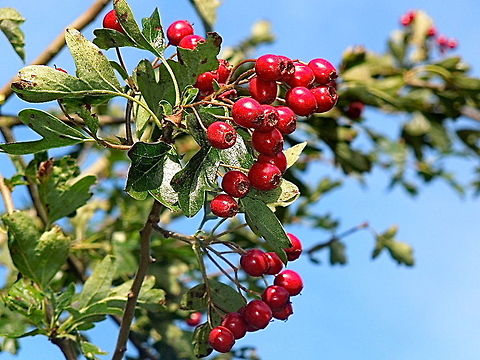 Hawthorn  Crataegus laevigata,Midland Hawthorn