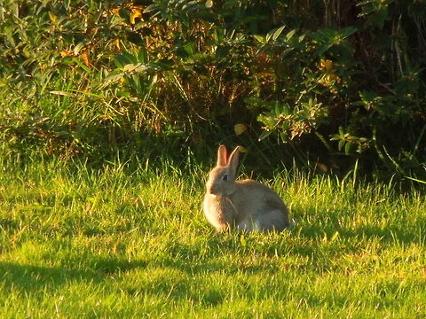 Oryctolagus cuniculus  European Rabbit,Oryctolagus cuniculus