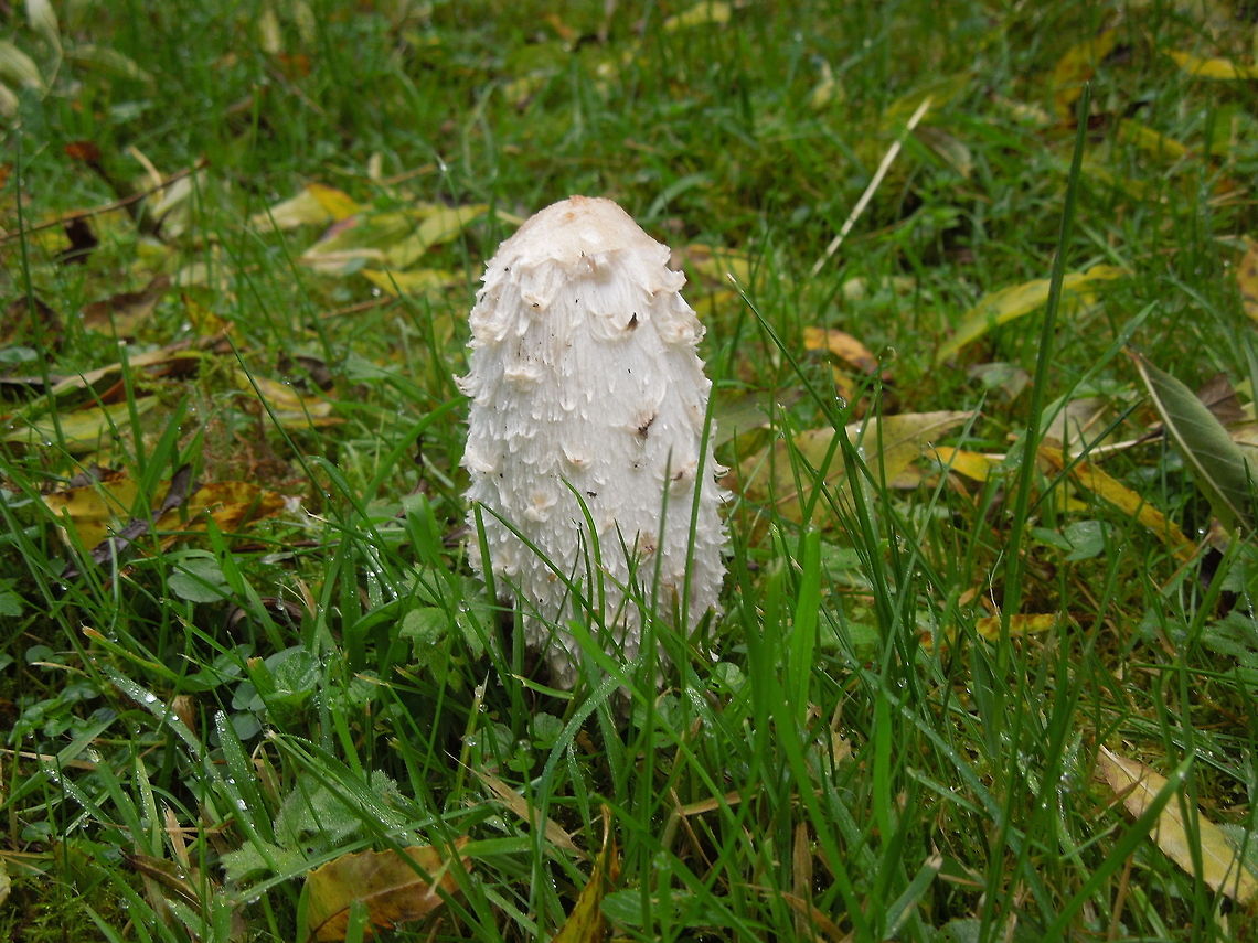 Shaggy Ink Cap  Coprinus comatus,Geotagged,Ireland