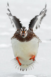 Ducks on Ice Ducks & ice: fun guaranteed! birds,ducks,ice,mallard,snow