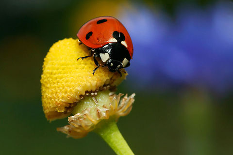 Composition in Red, Yellow & Blue Ladybird on a daisy. 7-spot Ladybird,Coccinella,Coccinella septempunctata,beetles,insects,ladybird,ladybug,macro