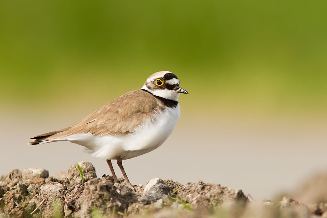 Little Ringed Plover Little Ringed Plover (Charadrius dubius ) Animal Kingdom,Aves,Charadrius dubius,Little Ringed Plover,birds