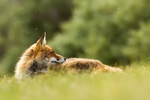 SummerFox Fox enjoying a beautiful day.
The white spots are swarming mosquitos. 
I didn't want to remove them since for me they add to the serene atmosphere in the photo....  Carnivora,Vulpini,animal kingdom,red fox,vos,vulpes vulpes