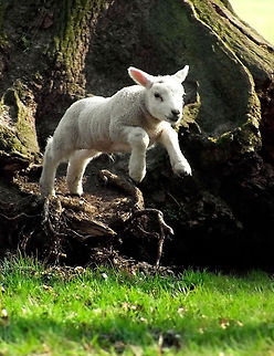 Jumping Lamb A young sheep enjoying spring Baby,Domestic sheep,Mammals,Ovis aries,lamb,sheep,spring,young