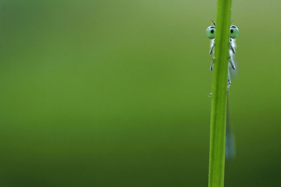 I'm Hiding (curious damselfly) Every time I moved left, the damselfly moved right and vice versa, completely secure that he was perfectly hidden for me..... Humor,Macro,damselfly,insects,invertebrates