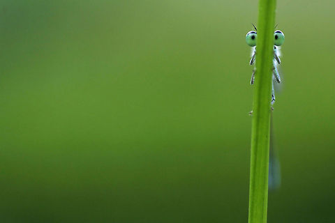 I'm Hiding (curious damselfly) Every time I moved left, the damselfly moved right and vice versa, completely secure that he was perfectly hidden for me..... Humor,Macro,damselfly,insects,invertebrates