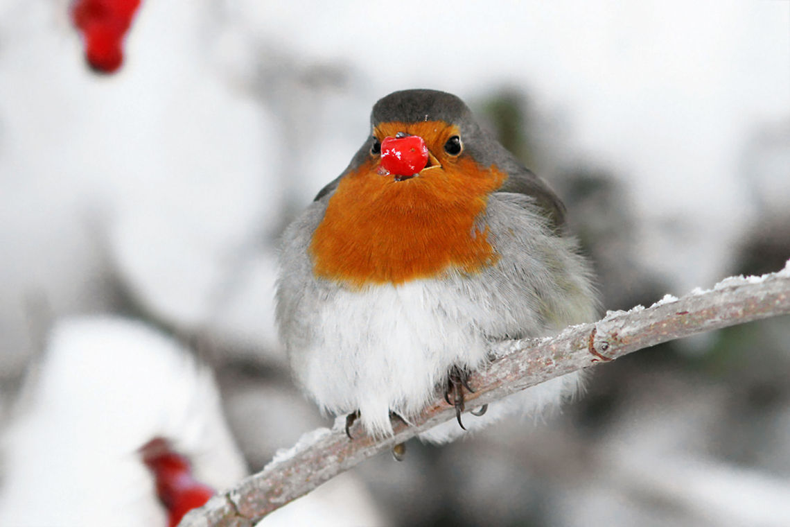 Rudolph the Rednose Robin European Robin devouring a berry ;) Erithacus rubecula,Humor,birds,cold,red,robin,snow,winter