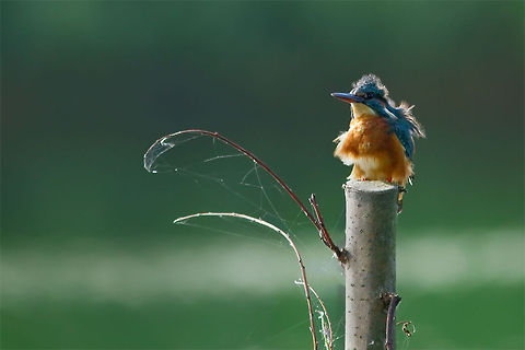 Kingfisher with a Bad Hairday Female kingfisher on a windy day. Alcedo atthis,Common Kingfisher,Humor,birds,ijsvogel,kingfisher