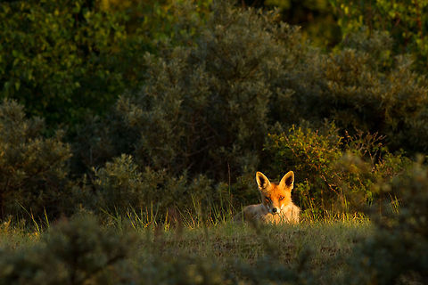 FireFox Fox in late summer evening light. Canidae,Mammalia,Mammals,fox,red fox,vos,vulpes vulpes