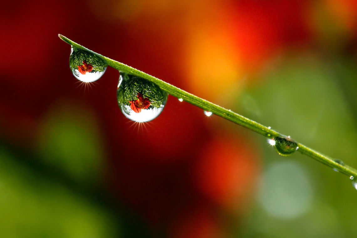 Two Worlds (flower reflected in dewdrops) On an early dewy morning I stumbled upon this natural jewellery... dew,dewdrops,droplets,flowers,reflection