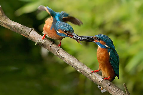 The Deal: Kingfisher Mating Ritual. Past spring I was lucky enough to witness and capture a kingfisher mating.
No complains at all about that..
But from hearsay I understood that this mating thing is supposed to be preceded by a lovely ritual where the male offers a tasty fish to his wife-to-be...
And when she accepts.....the deal is done.
But 'my mating' just happened out of the blue. No kind gestures, no sweet seduction, just a few seconds of fun and it was over before I knew...
This time the opposite happened.....
The male offered a fish. 
The female accepted and that was it...
Animal behaviour comes in mysterious ways....;) Alcedo atthis,behaviour,birds,kingfisher,mating