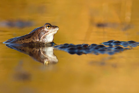 Moor frog and his soon to be family Moor frog at late evening light protecting the moor frog eggs. Amphibians,Closeup,Moor frog,Rana arvalis,Ranoidea,frog,frog eggs,heikikker,moor frog