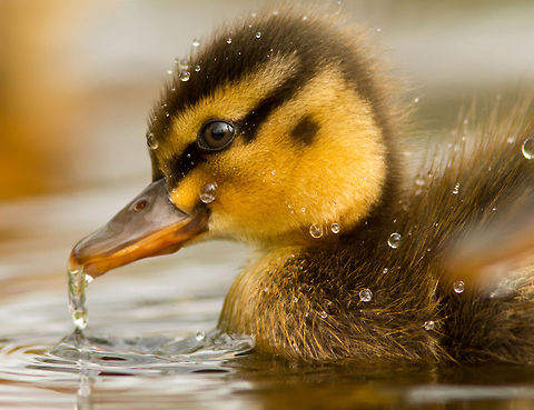 Duckling & drops Baby duck still wet from a refreshing splash. Anas platyrhynchos,Birds,Mallard,aquatic birds,baby,droplets,duck,duckling,mallard,water