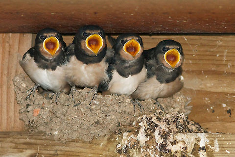 The Four Tenors [Baby Barn Swallow] Four newborn barn swallows (Hirundo rustica ) begging for food. Hirundo rustica,Passeriformes,baby,barn swallow,birds,nest,swallow,young,zwaluw