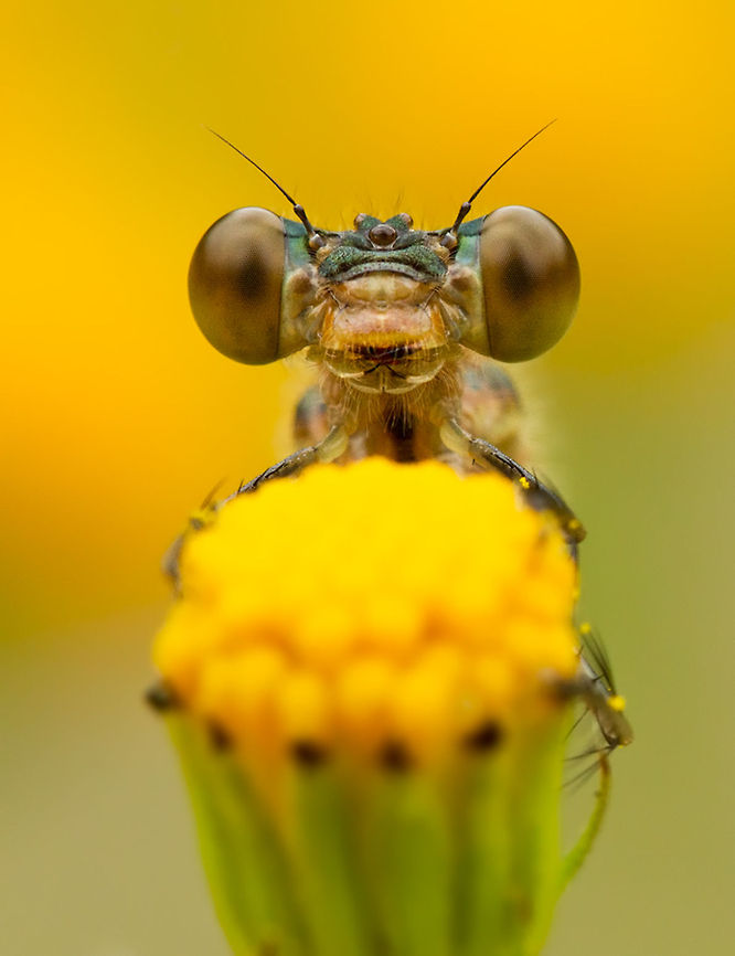 Peekaboo [curious damselfly] Small Spreadwing (Lestes virens)on Common ragwort.<br />
Looks like he&#039;s holding a huge sack of popcorn...;) Lestes virens,Odonata,Small Spreadwing,damselfly,insects,invertebrates,juffer,macro