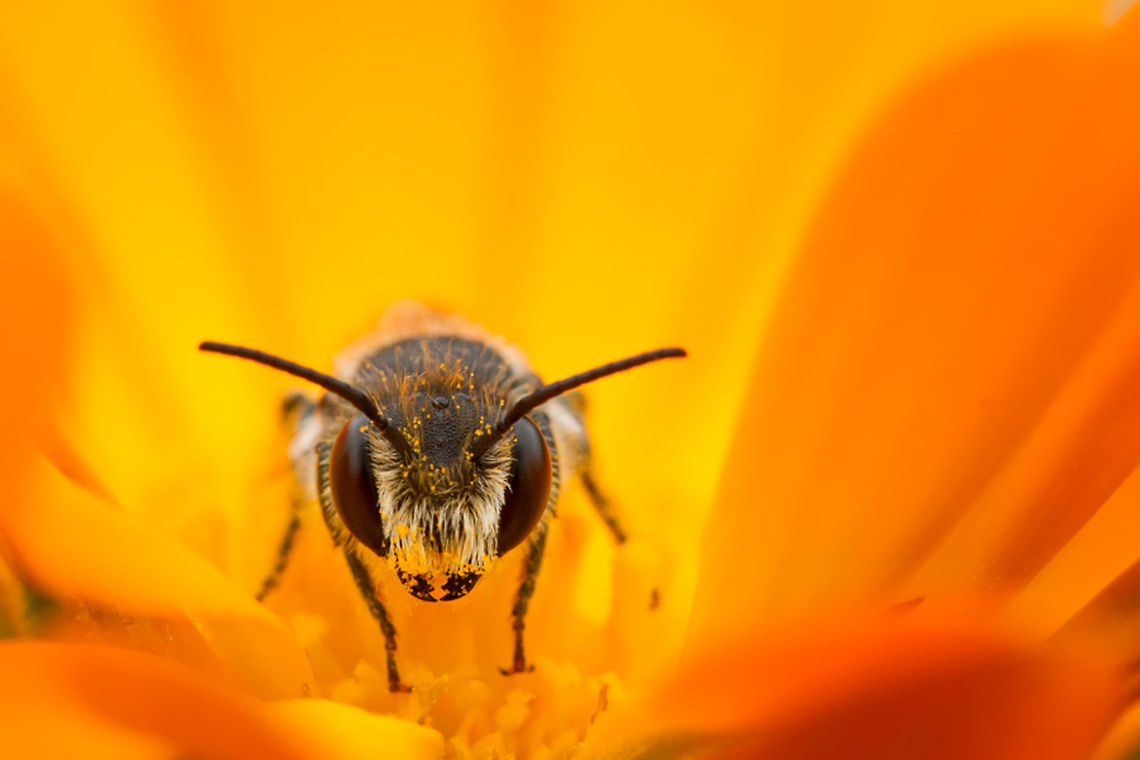 Out of the Yellow - Solitary Bee Little bee in a little flower Hymenoptera,bees,insects,invertebrates,macro,solitary bee