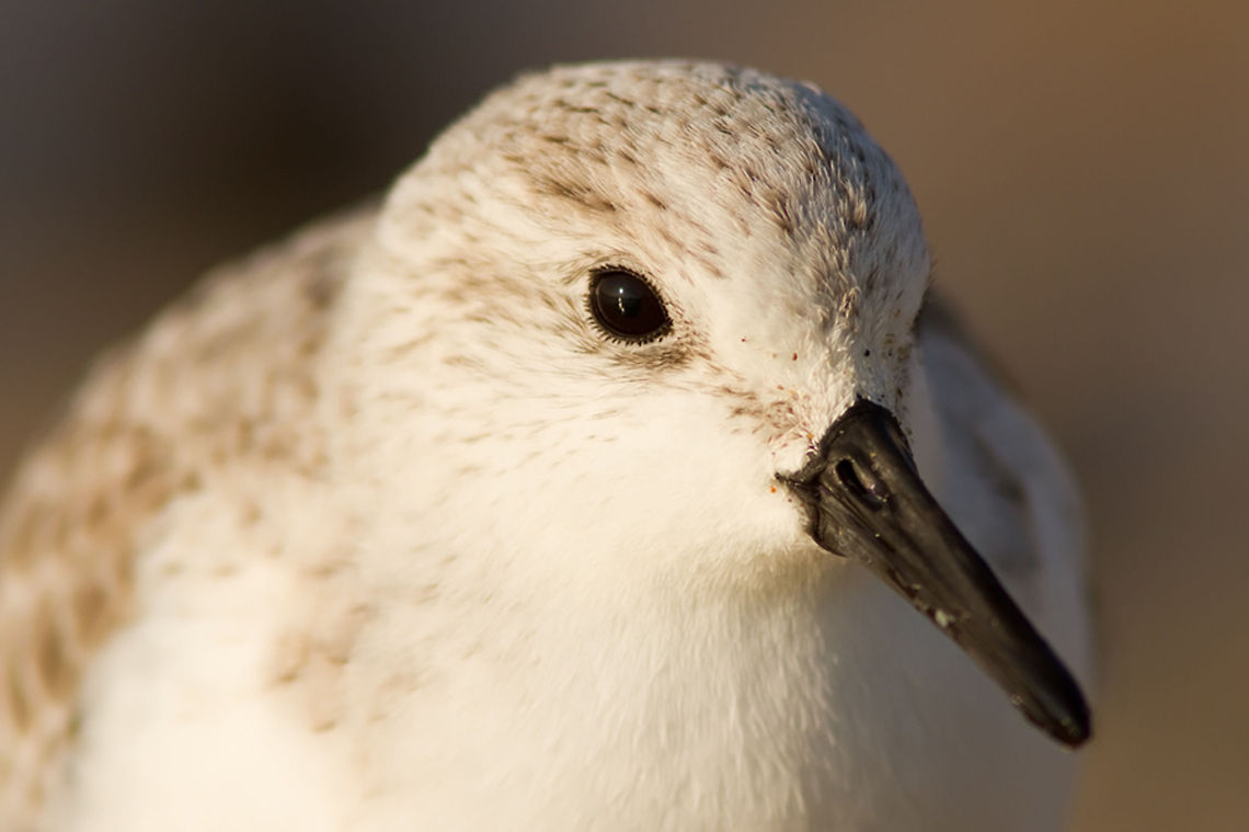 Sanderling portrait Sanderlings are true ADHD birds, they can&#039;t stand still for a second..;) Calidris alba,Sanderling,birds,closeup,sanderling