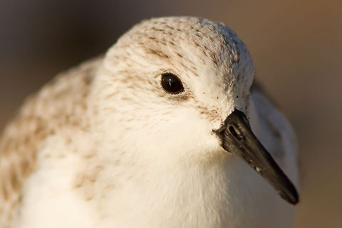 Sanderling portrait Sanderlings are true ADHD birds, they can't stand still for a second..;) Calidris alba,Sanderling,birds,closeup,sanderling
