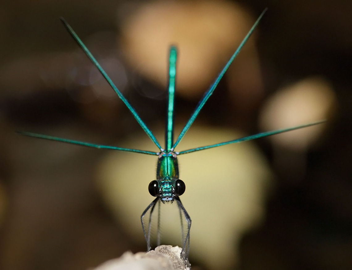Star .:. Banded demoiselle A beautifully posing Banded demoiselle  male (Calopteryx splendens). Calopteryx splendens,Insects,Macro,Zygoptera,banded demoiselle,damselfly,invertebrates