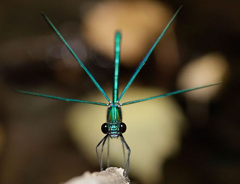 Star .:. Banded demoiselle A beautifully posing Banded demoiselle  male (Calopteryx splendens). Calopteryx splendens,Insects,Macro,Zygoptera,banded demoiselle,damselfly,invertebrates