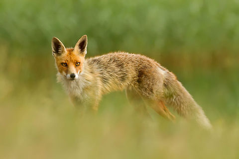 Red Fox & Green Grass A meeting with a red fox....;) Animal Kingdom,Carnivora,Red Fox,Vulpes vulpes,Vulpini,fox,red fox,spring,vos