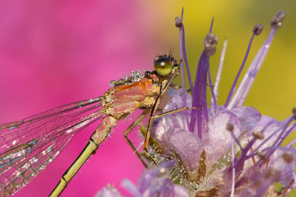 She's Like a Rainbow: Blue-tailed Damselfly Blue-tailed Damselfly (Ischnura elegans) covered with dewdrops.<br />
The colours in the background are Purple loosestrife &amp; Ragwort . Blue-tailed Damselfly,Insects,Ischnura elegans,Macro,Odonata,Zygoptera