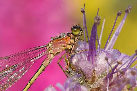 She's Like a Rainbow: Blue-tailed Damselfly Blue-tailed Damselfly (Ischnura elegans) covered with dewdrops.
The colours in the background are Purple loosestrife & Ragwort . Blue-tailed Damselfly,Insects,Ischnura elegans,Macro,Odonata,Zygoptera