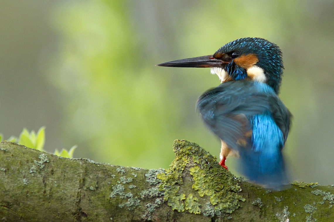 Sexy Back: Male kingfisher shaking it's feathers. Male kingfisher rearranging his feathers to impress his lady ;) Alcedo atthis,Kingfisher,Passeridae,birds,ijsvogel