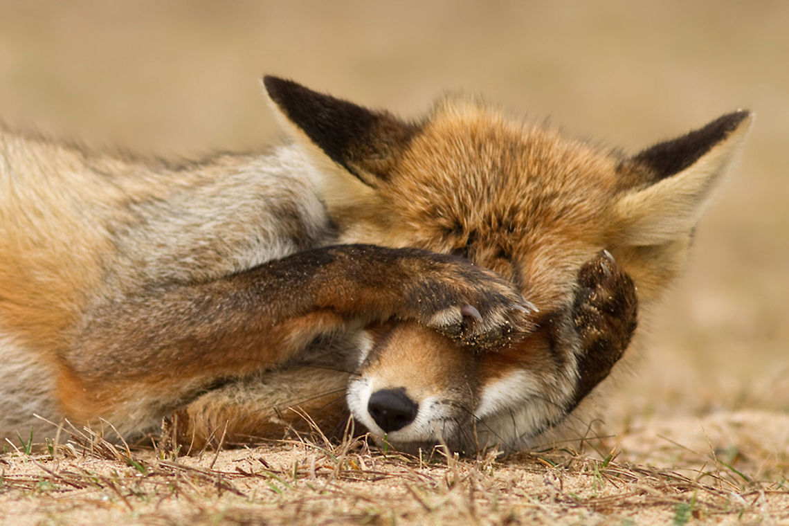 Camera Shy Fox Red fox refusing to pose properly ;) Animal Kingdom,Humor,animal,fox,red fox,vos,vulpes vulpes